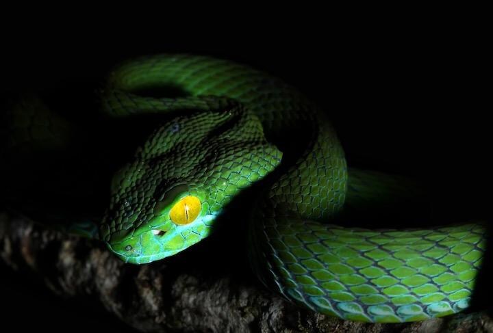 世界全体で毒ヘビによる死者は8万1000人から13万8000人......　isarescheewin-iStock