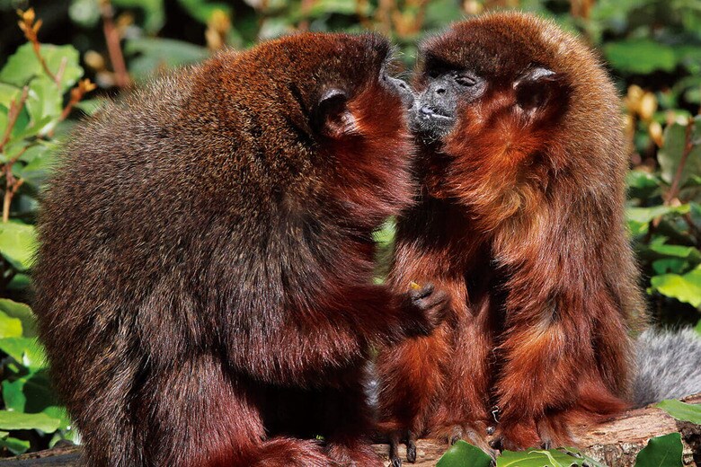 モノガミー（一夫一婦制）を堅持するサルの仲間のドウイロティティはオスとメスの外見にほとんど違いがない　MOULULI/500PX/GETTY IMAGES