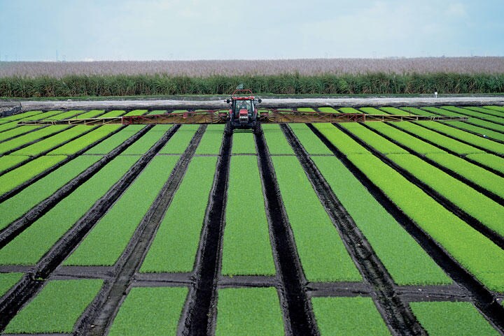 フロリダ州の広大なレタス畑　MARK ELIASーBLOOMBERG／GETTY IMAGES