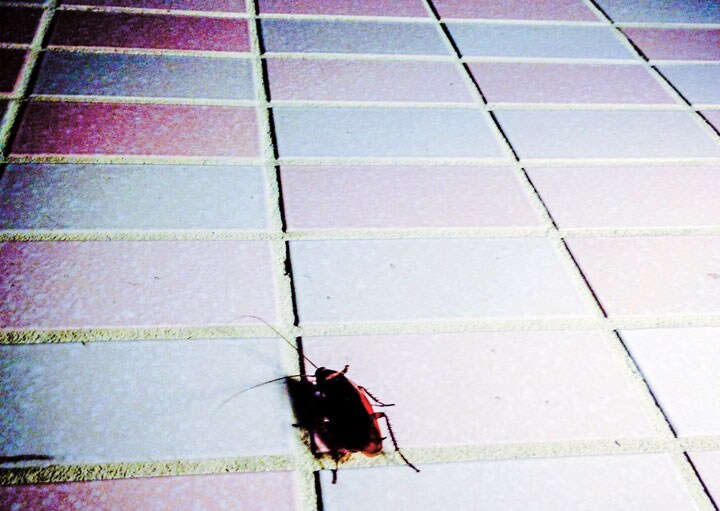 狭い場所でも俊敏に動き回れるゴキブリに小型カメラを搭載すれば被災者の捜索に役立つ。ただし指令どおりに動くようになるには課題も多い　Eugene Kong-Eyeem/GETTY IMAGES