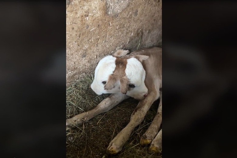 @twoheaded.calf3/TikTok