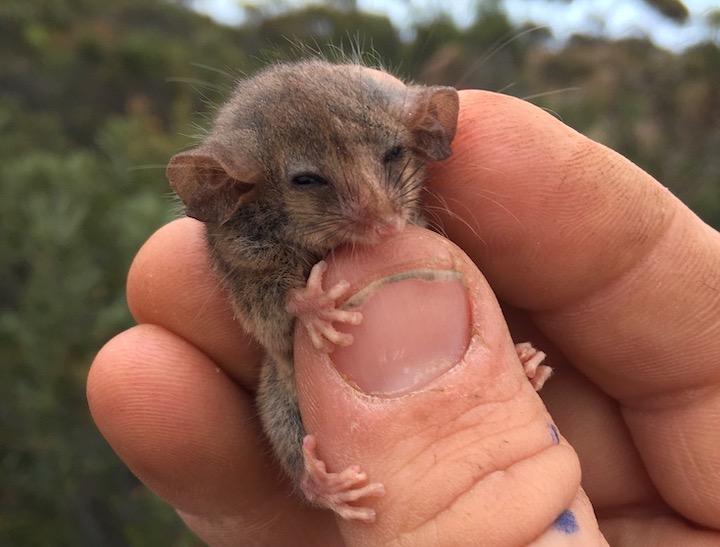 森林火災で絶滅が懸念されたチビフクロヤマネ（別名：ピグミーポッサム）　Pat Hodgens-twitter