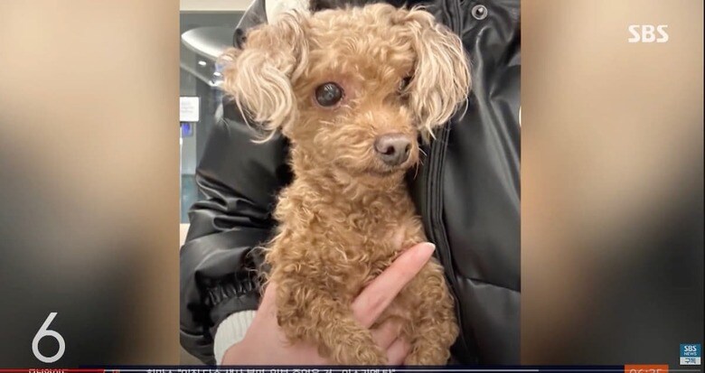 こんなに可愛いプードルなのに……　SBS 뉴스 / YouTube