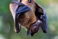 最長45日も潜伏か...世界が警戒する「ニパウイルス」の本当の恐ろしさ