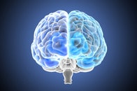 脳の認知機能を改善する血小板因子が特定される...若い血の輸血、抗老化ホルモン、運動による若返り効果の全てに関与か