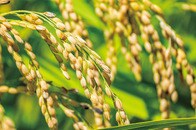 「コメが消えた」の大間違い...「買い占め」ではない、コメ不足の本当の原因とは？