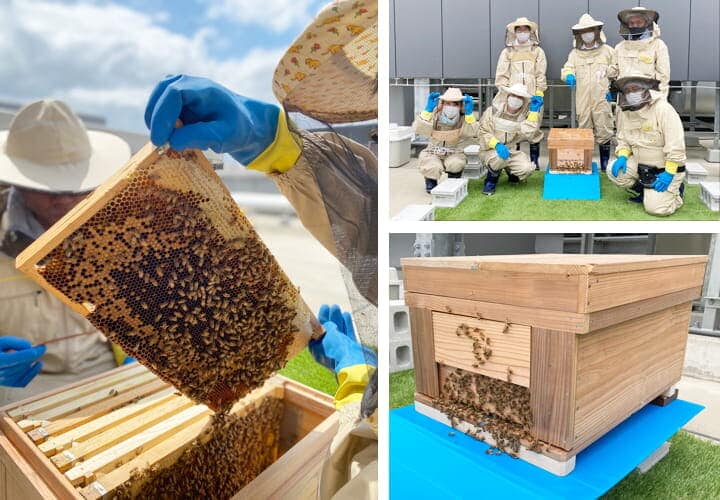 屋上の養蜂箱の様子