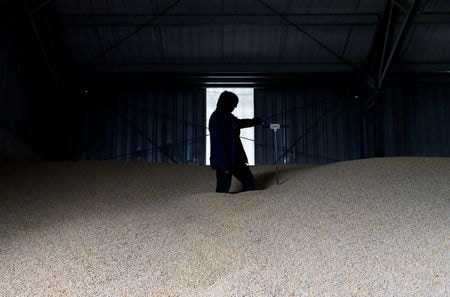 　ロシアは７月、１年前に成立した黒海沿岸の港湾経由でウクライナ産穀物を安全に輸出することを認める合意から離脱した。ウクライナはそれ以降、ＥＵ経由の代替ルートに完全に依存している。写真はハンガリー北東部Timarの農場でトウモロコシを調べる人。４月撮影（２０２３年　ロイター／Bernadett Szabo）