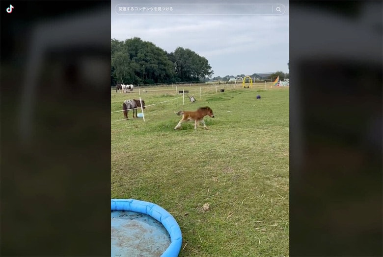 @xmylittleponies/TikTok
