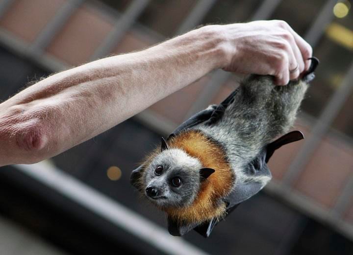 コウモリは多くのウイルスを持つ　REUTERS/Daniel Munoz