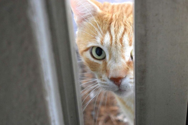 猫ドアから侵入した犯人の正体は？（写真はイメージです）　Fr0ggy5-Unsplash