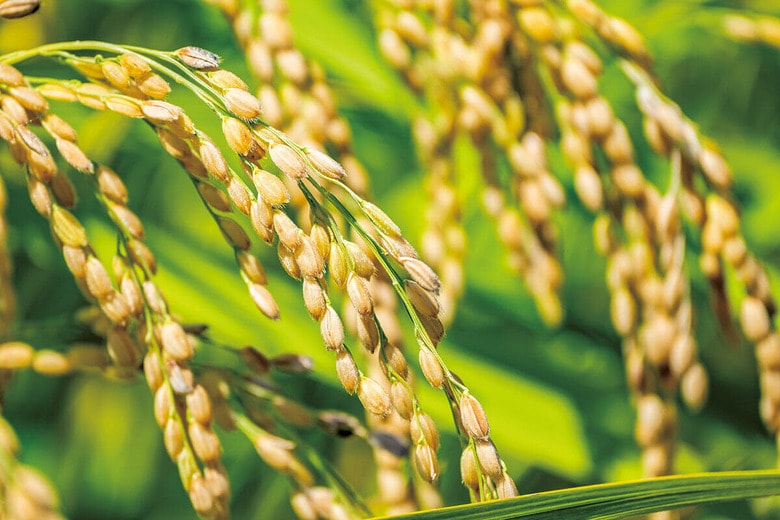 AKIO MIKI JP/SHUTTERSTOCK