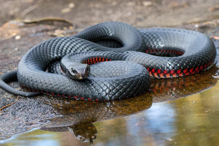 オーストラリアで最も頻繁に遭遇するというアカハラクロヘビ（写真はイメージです）　Ken Griffiths-iStock