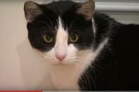 野生のコヨーテ3匹を猫が撃退！ 「クレイジーキャット」現る