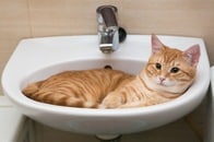 猫は固体であると同時に液体でもあり得るのか！？　