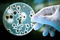 人工の葉っぱとバクテリアで、太陽光から液体燃料を生み出す技術