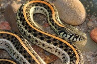 引っ越して2週間で3匹のヘビに遭遇した女性、うち1匹はトースターに　イリノイ州