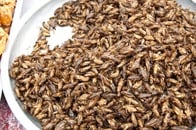 昆虫食はすでに日常　カナダの大手スーパー「コオロギ粉」全国販売開始
