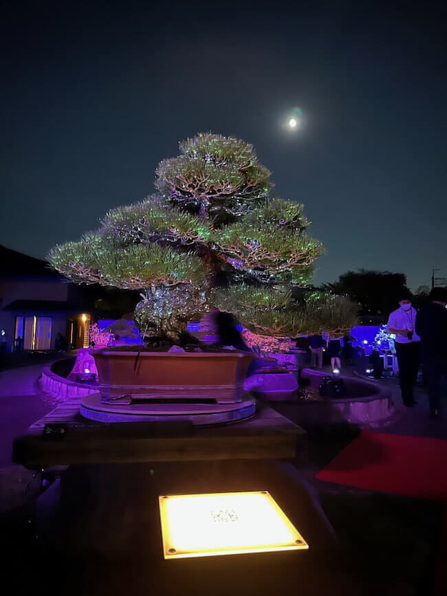 さいたま市大宮盆栽美術館の夜間特別ライトアップ