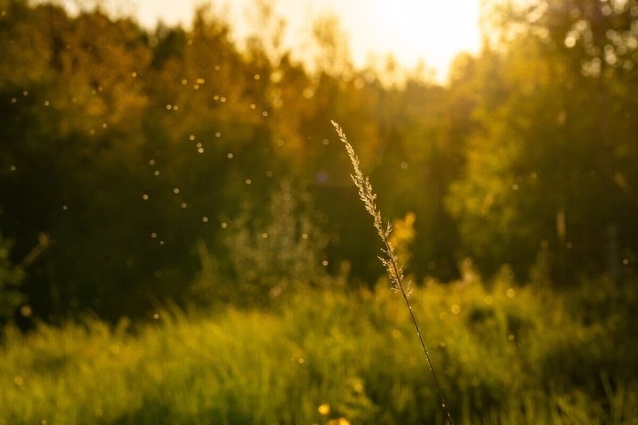 Vitaly Reyngeverts-shutterstock