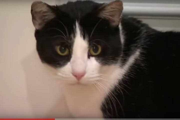 コヨーテを撃退したマックス　CBS47 KSEE24／YouTubeより