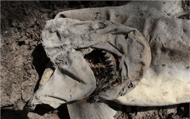 蒸発する沼と一緒に干からびたと思われるサメの幼魚　AMCS/L.GUIDA