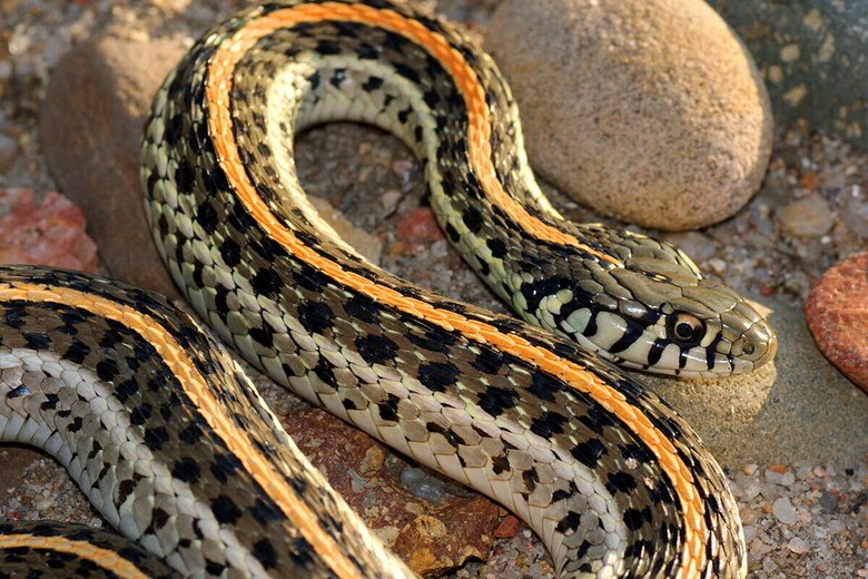 （写真はイメージです）　Matt Jeppson-shutterstock