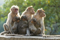 高速道路そばで死んでいた24頭のサル、不審死で調査開始