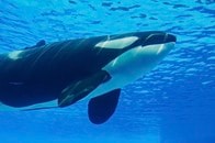 「残虐すぎる...」シャチの死骸から7匹のラッコ...衝撃の写真が謎を呼ぶ