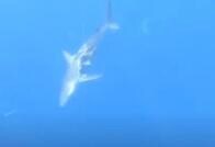 半身を失った「ゾンビザメ」、10匹に共食いされてなお泳ぎ続ける：動画