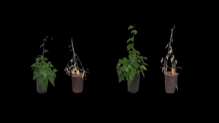 干ばつに対するトレハロースのバイオスティミュラント効果を示す写真