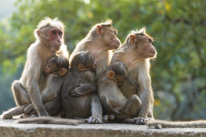 サルたちに何があったのか　helovi-iStock.