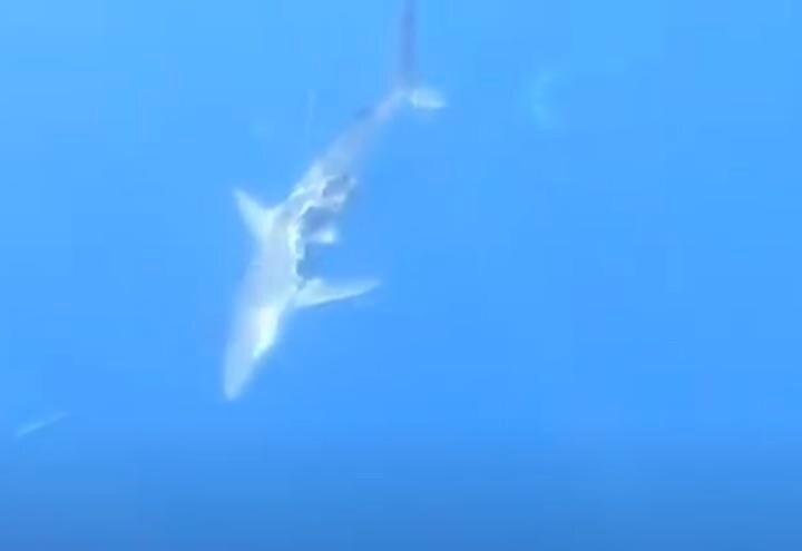 胴体を半分食いちぎられても泳ぎ続けるサメ　　sun