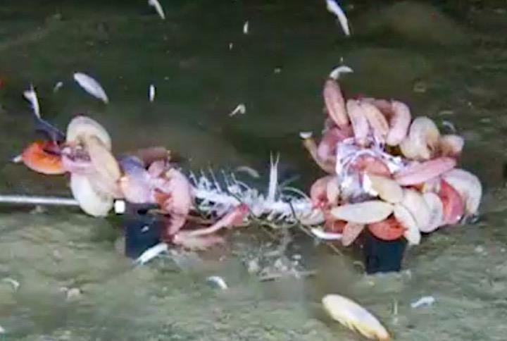 沈んでくる死肉を採食する腐食肉動物　Alan Jamieson