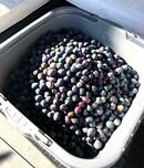 古くて新しい経済制度～オリーブとオリーブオイルにみる銀行のようなもの