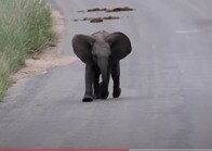 【動画】道路で突進を練習するゾウの赤ちゃん