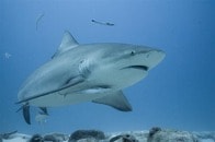 【動画】シュノーケリング中にサメに襲われる女性...足に残る生々しい傷跡