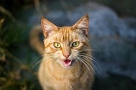 【動画】ひとりお留守番で超不機嫌...猫が浴びせた言葉に飼い主「泣いた」