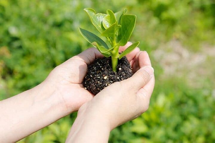 植物の苗をもつ手