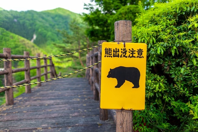 もしもクマに出逢ったら？　「100％安全」という正解はないが、避けるべき反応・行動がある　ImagingL-shutterstock