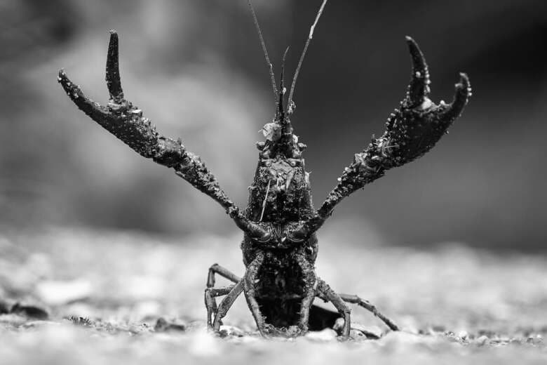 Karin de Jonge-Fotografie-Shutterstock