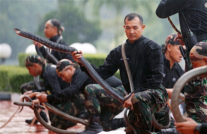インドネシアは人とヘビに密接な関係がある。軍の特殊部隊コパススは勇猛さを示すためにヘビを噛み切り生き血を飲む。REUTERS/Beawiharta