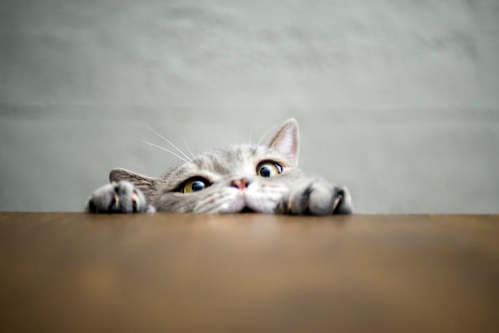 猫の利き手は性別で決まる？ 101cats-iStock