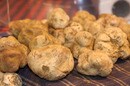 世界垂涎のピエモンテ産白トリュフの季節。日本人唯一のトリュフハンター・富松さんの苦悩