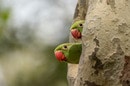 ロンドンに暮らす色鮮やかな野生のインコ、パラキート