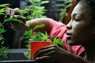 アメリカ北東部2州で大麻合法化求めＴＶ広告、11月の住民投票向けて