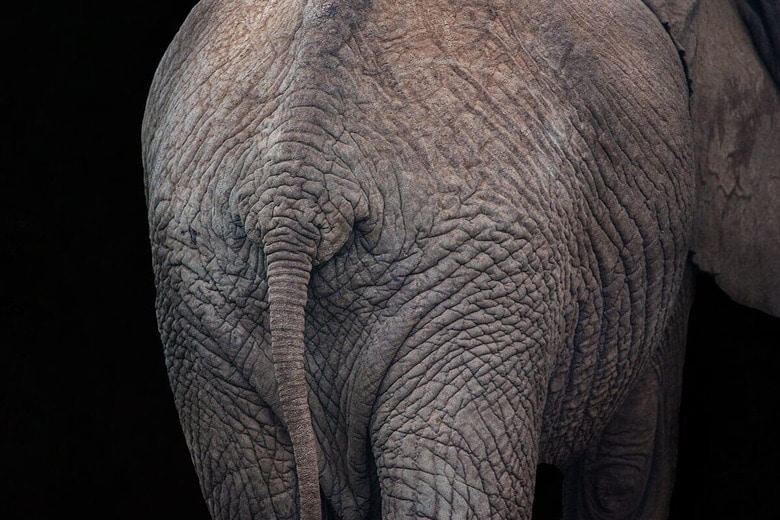 （写真はイメージです）　Emma Geary-Shutterstock