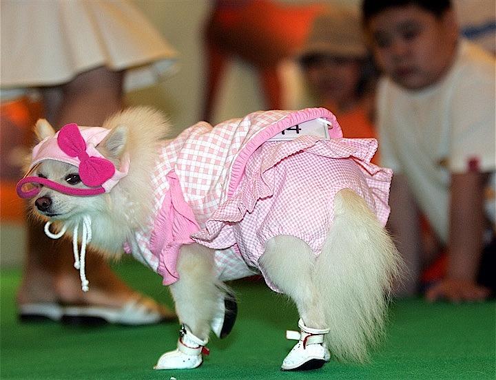 ペットの犬をドッグコンテストに参加させる富裕層もいるインドネシアだが、多くの人びとにとって犬は「不浄」の存在だ　Supri Supri - REUTERS