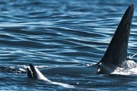 【写真】【動画】珍しくも「残酷」なシャチの狩り...イルカを「空中に弾き飛ばして」しとめるレアな捕食シーン