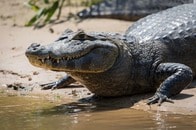 【動画】巨大ヘビにボディスラムを食らわせ、ムシャムシャと食べるワニ